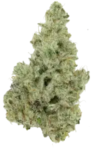 Cap Junky strain flower at Holyoke Cannabis in Holyoke, MA