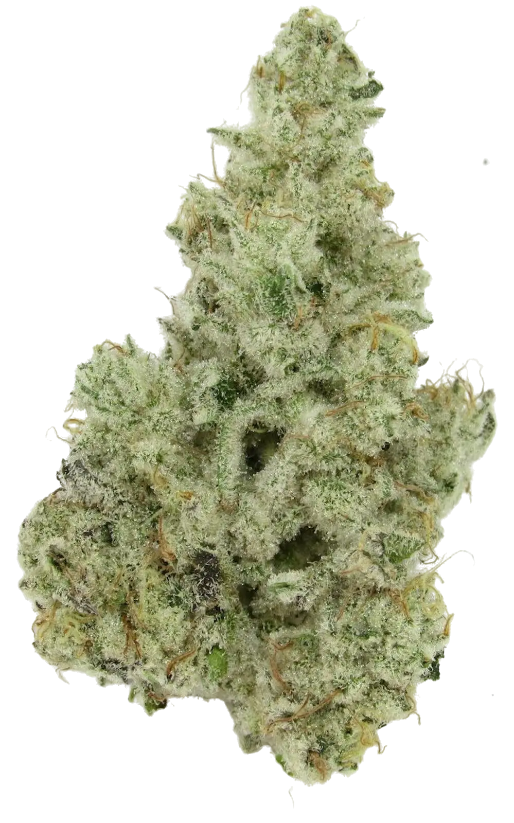 Cap Junky strain flower at Holyoke Cannabis in Holyoke, MA