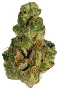 GMO strain flower at Holyoke Cannabis in Holyoke, MA