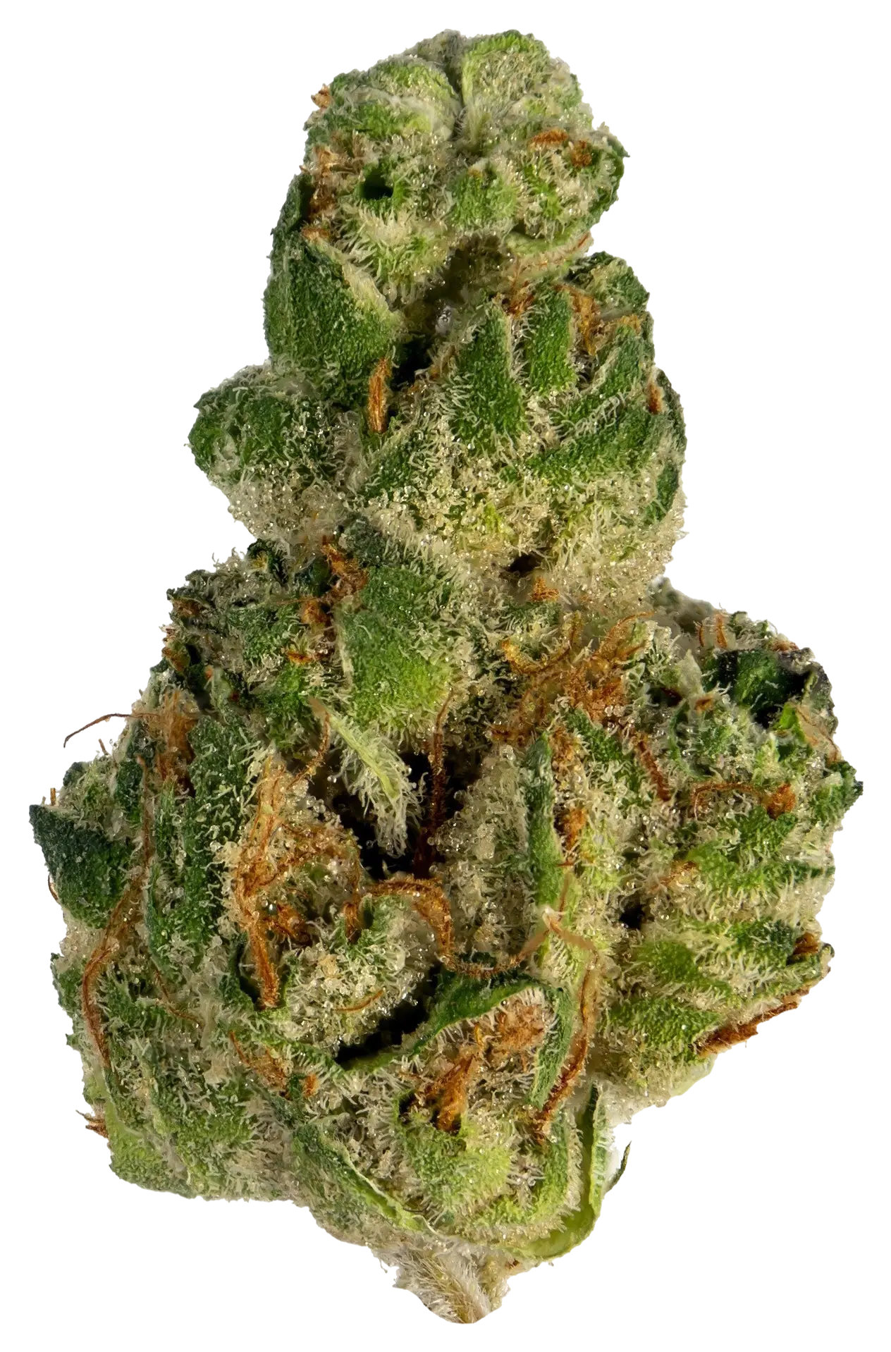 GMO strain flower at Holyoke Cannabis in Holyoke, MA