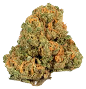 Jack Herer strain flower at Holyoke Cannabis in Holyoke, MA