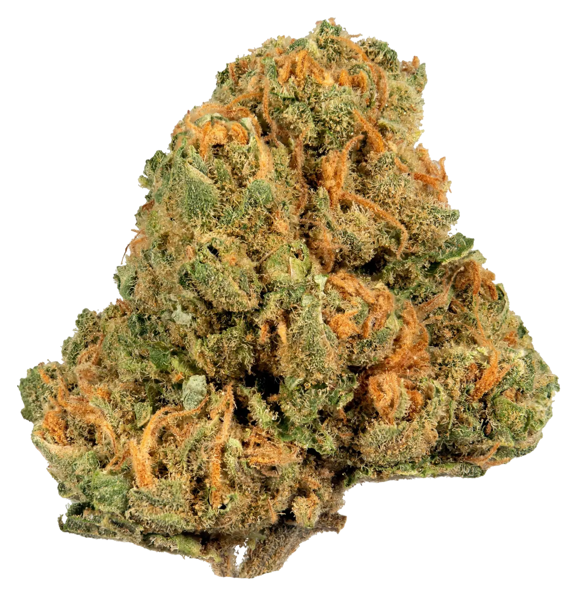 Jack Herer strain flower at Holyoke Cannabis in Holyoke, MA