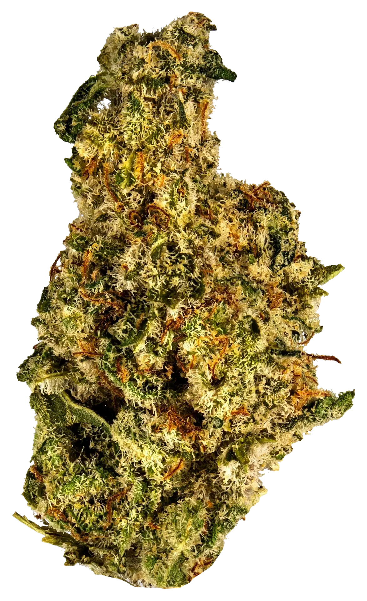 Mac Stomper strain flower at Holyoke Cannabis in Holyoke, MA