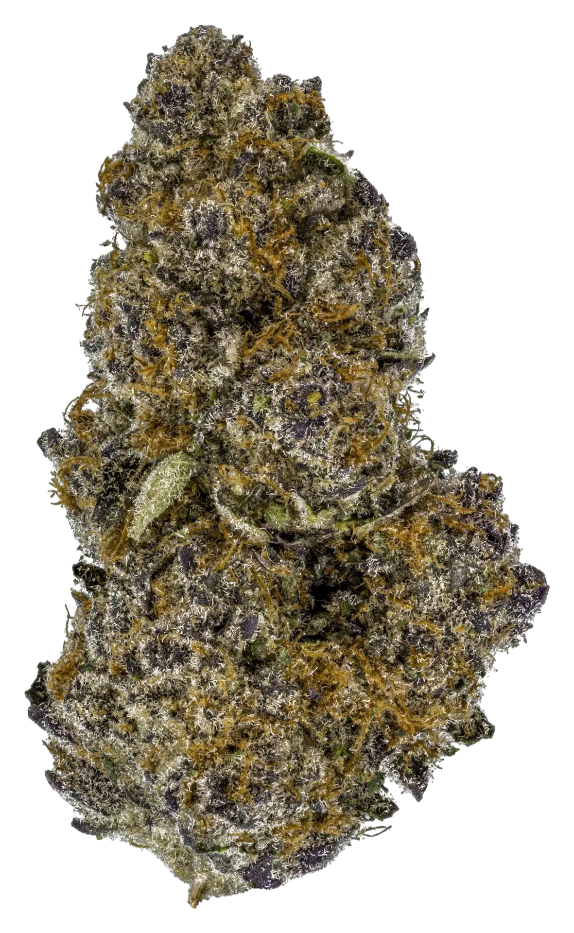 Superboof strain flower at Holyoke Cannabis in Holyoke, MA