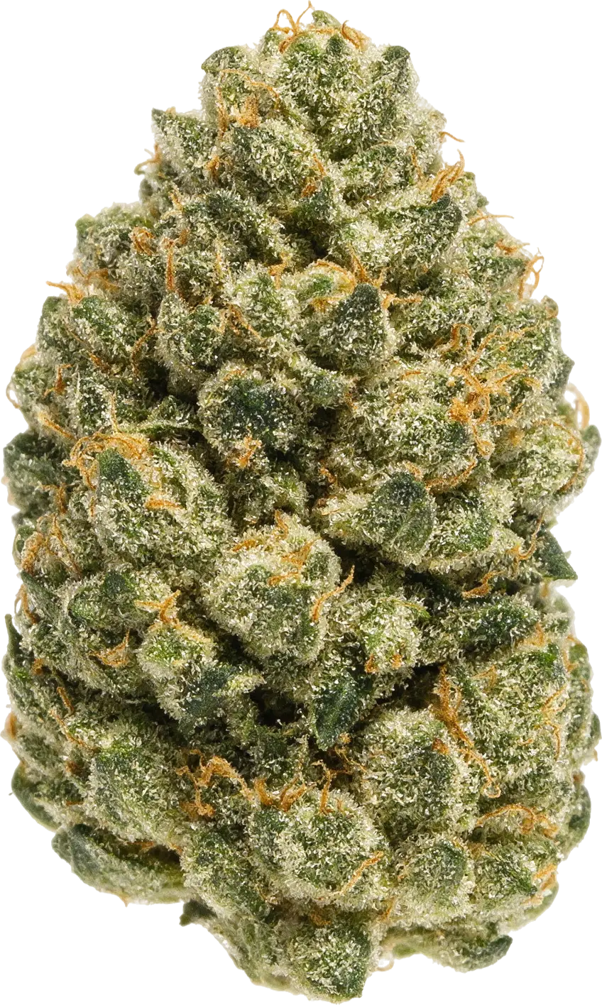 Butterstuff strain flower at Holyoke Cannabis in Holyoke, MA