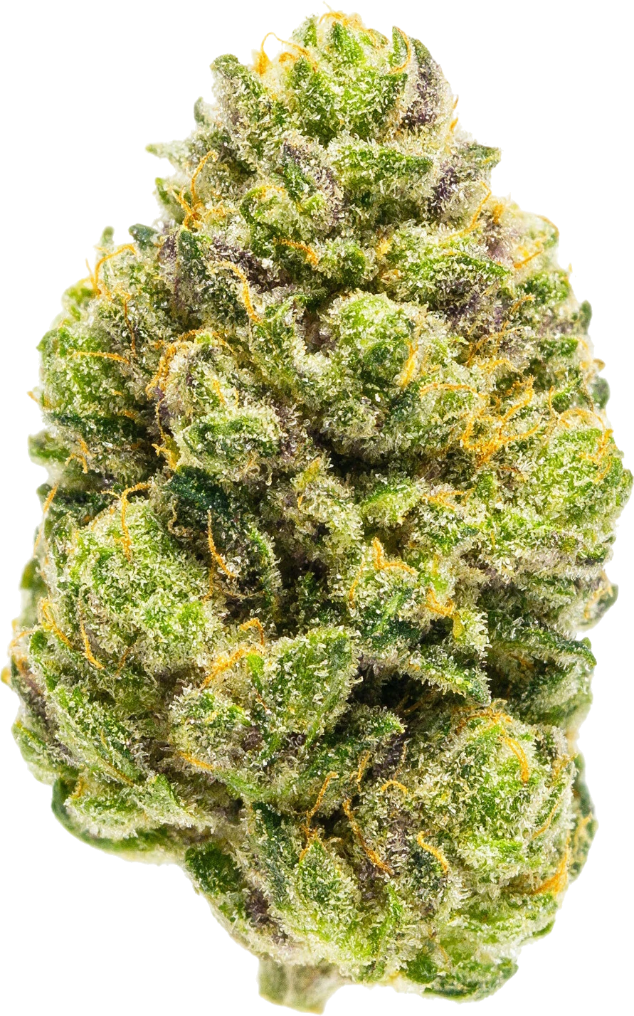 Canal Street Runtz strain flower at Holyoke Cannabis in Holyoke, MA
