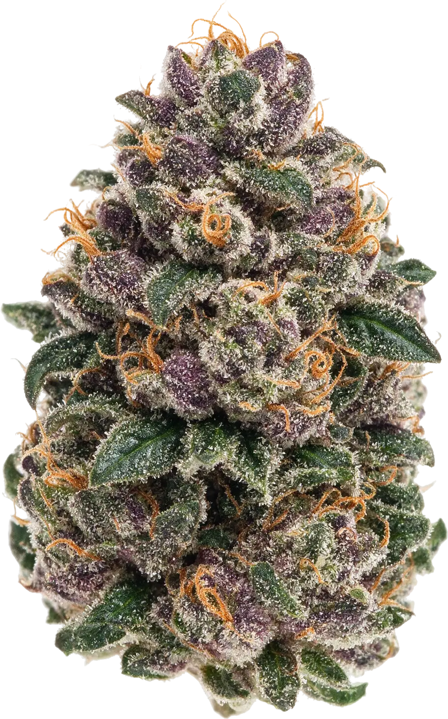 Grape Stank strain flower at Holyoke Cannabis in Holyoke, MA