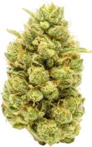 Pineapple Under The Sea strain flower at Holyoke Cannabis in Holyoke, MA