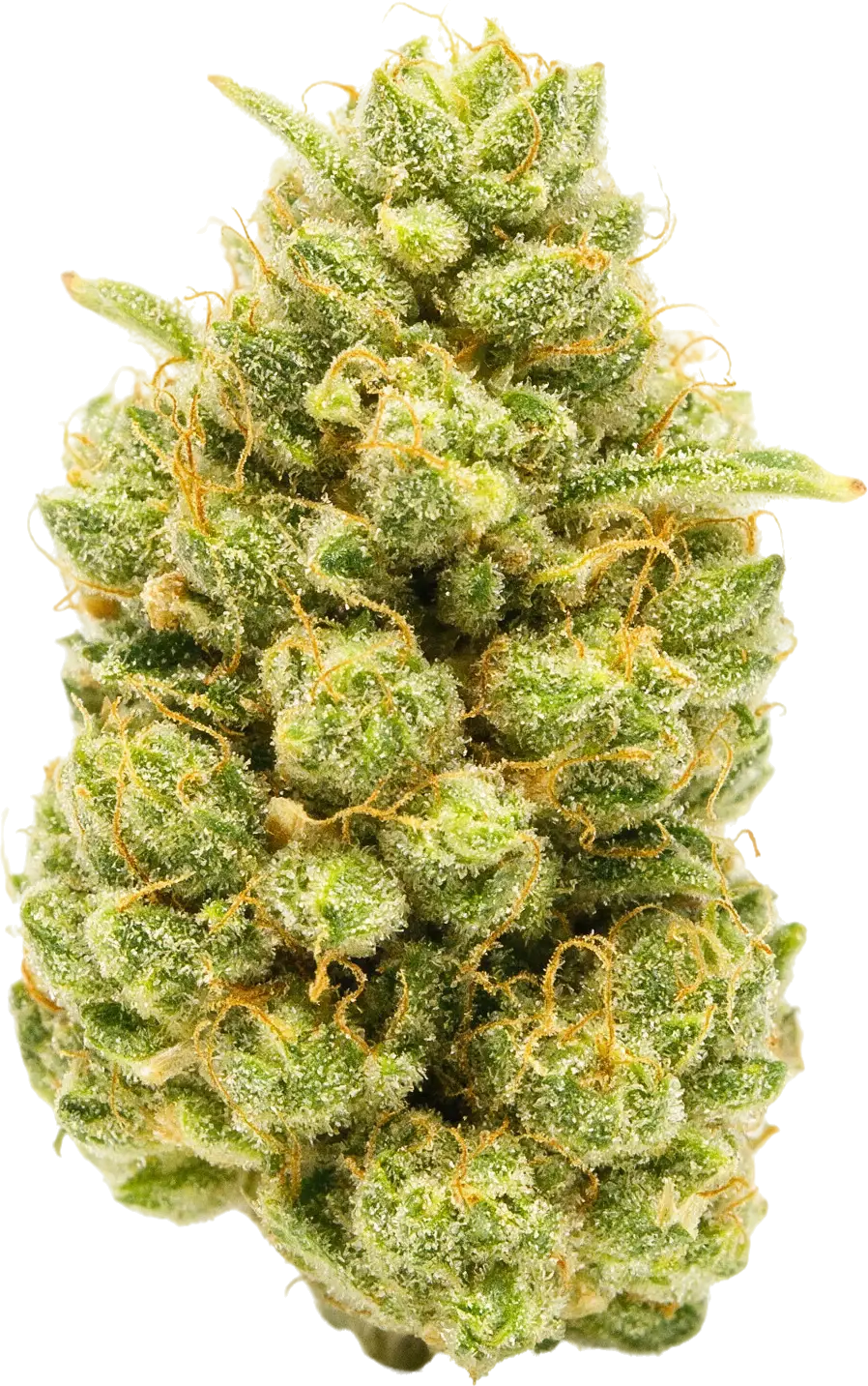Pineapple Under The Sea strain flower at Holyoke Cannabis in Holyoke, MA