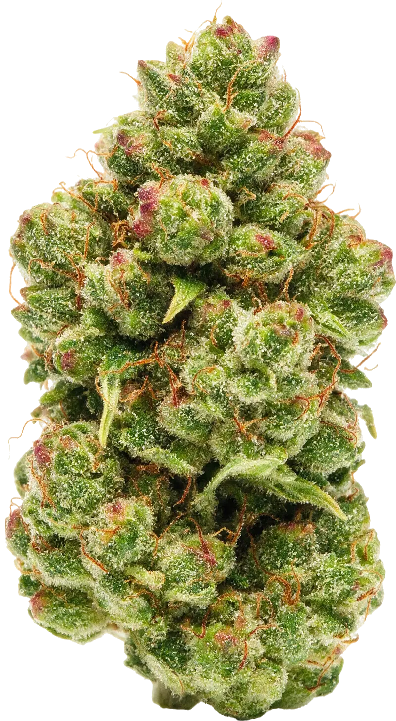 Strawberry Afterglow strain flower at Holyoke Cannabis in Holyoke, MA