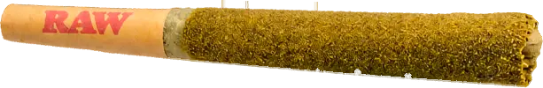 Jack Herer M-80 infused pre-roll in a RAW cone