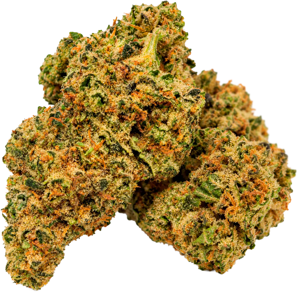 Robusta Ozone cannabis flower buds
